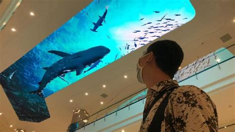 3 Mall Semarang Yang Ada Aquarium Menjelajahi Keindahan Laut