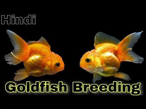 How To Breed Goldfish In Your Home How To Breed Goldfish Step By