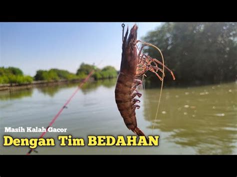 Mancing Baramundi Kakap Putih Di Spot Bedahan Dan Pintu Air Tambak