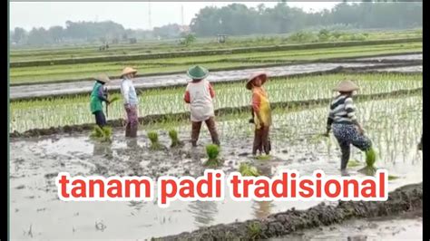 Tanam Padi Tradisional Youtube