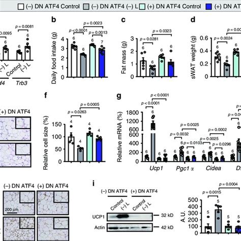 Knockdown of GCN2 in amygdalar PKC δ neurons blocks leucine