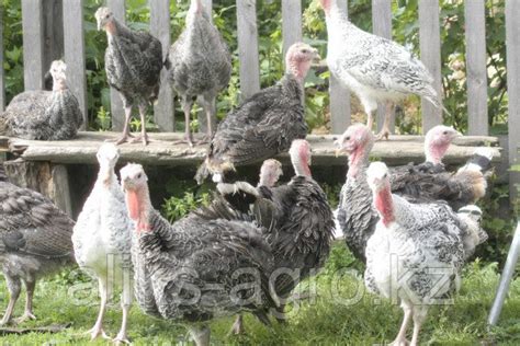 ПК-11 комбикорм "СТАРТ" для молодняка индеек: продажа, цена в Астане ...