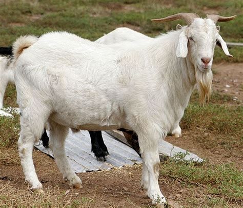 Kambing Tagine Mengobati Parasit Kutu Kambing Secara Tradisional