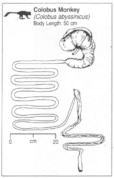 Graphic Visualization Of The Digestive Tract Of A Colobus Monkey