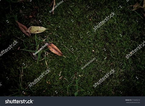 Forest Grass Nature Wallpaper Stock Photo 714425215 | Shutterstock