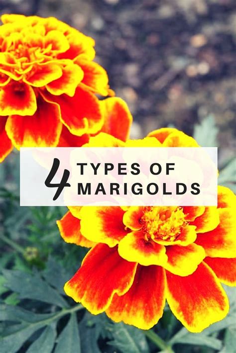 4 Different Types Of Marigolds Plus How To Grow And Benefits Marigolds Guide Vegetable