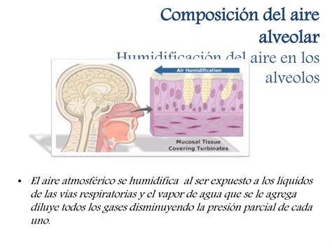 Intercambio Gaseoso Alveolo Capilar Hematosis PPT