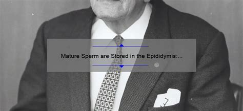 Mature Sperm Are Stored In The Epididymis A Closer Look Sperm Blog