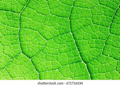 Teak Tectona Grandis Leaf Detail Teak Stock Photo 671716534 Shutterstock