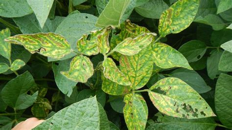 Nanoscale Nutrients Can Protect Plants From Fungal Diseases Harvien