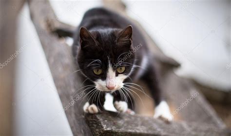 Black cat with white paws 2 Stock Photo by ©Ondrooo 39937029