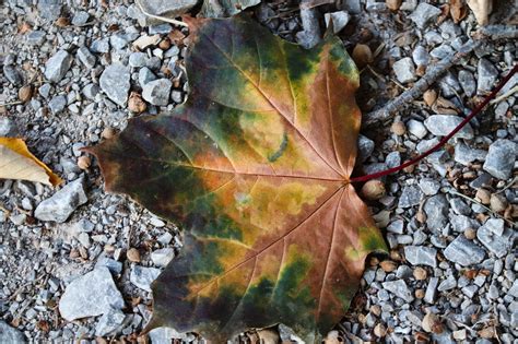 Autumn Leaves Leaf Free Photo On Pixabay Pixabay