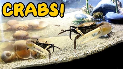 Freshwater Inverts: Fiddler Crab, 45% OFF