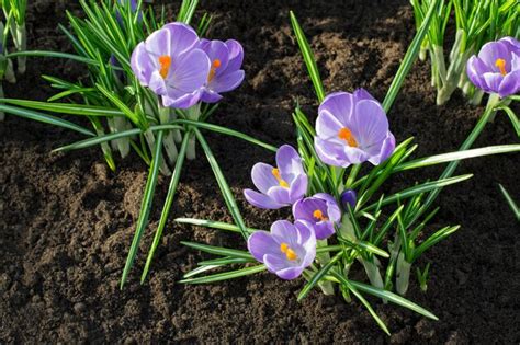 Premium Photo | The first purple crocuses