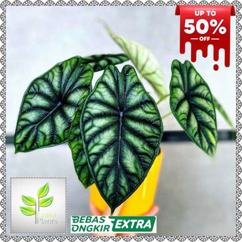 Promo Tanaman Hias Alocasia Dragon Scale Alocasia Dragon Scale