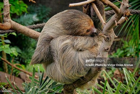 South American Sloth