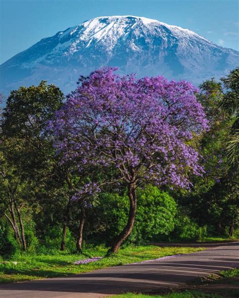 Mount Kilimanjaro Height: 10 Thrilling Adventures - EAST