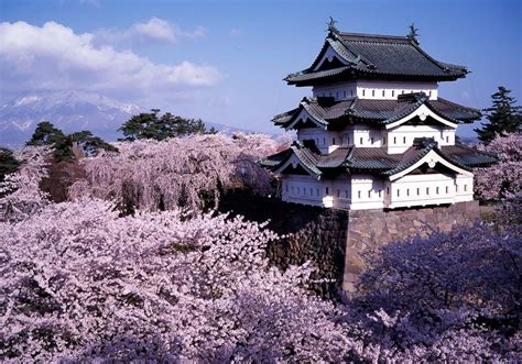 Aomori Cherry Blossom Festival 2024 - Dore Nancey