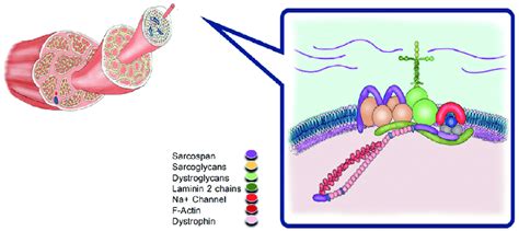 The Dystrophin Associated Protein Complex DAPC Dystrophin And DAPC