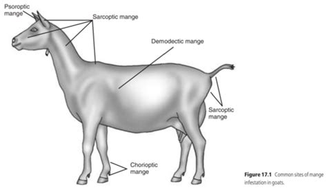 Clinical Examination Of The Goat Flashcards Quizlet