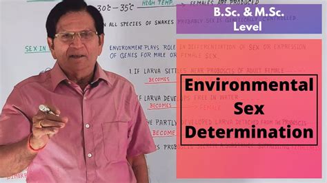 Environmental Sex Determination B Sc And M Sc Level Youtube