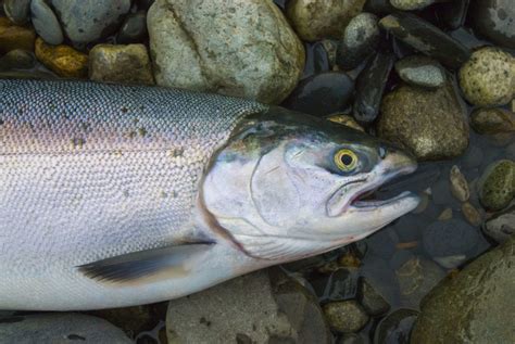 Alaska King Salmon Season - Alaska's Gold Creek Lodge