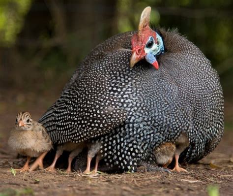 Pearl Guinea Keets Guinea Fowl For Sale Cackle Hatchery®