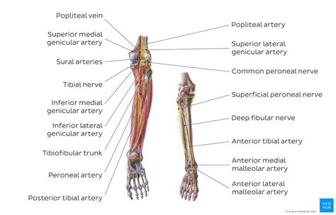 Neurovascular Anatomy Leg