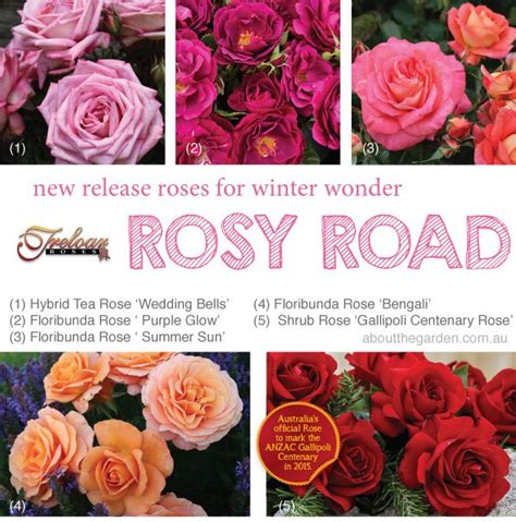 New releases roses from Treloar roses – About The Garden Magazine