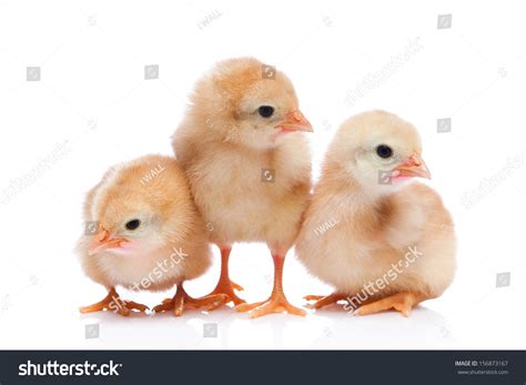 Three Baby Chicks Stock Photo 156873167 Shutterstock