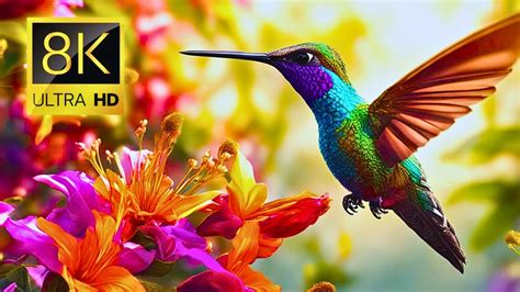 Heavenly Hummingbirds: 8K Ultra HD Flight with Serene Nature Sounds ...