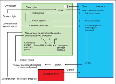 The Interactions Between Nucleus And Chloroplast Signals Are