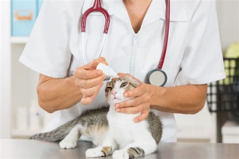 Antibiotics Used To Treat Eye Infections In Cats Renton Vets