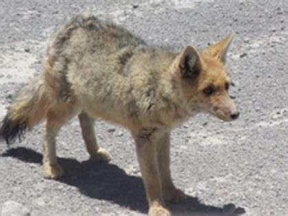 Competencia Entre Especies Nativas Del Uruguay Enemigos Por