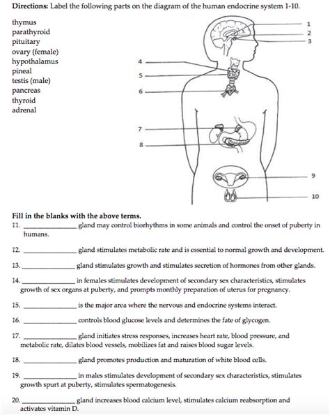 Endocrine System Unlabeled Diagram