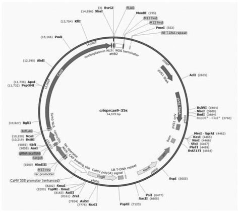 Crispr Cas