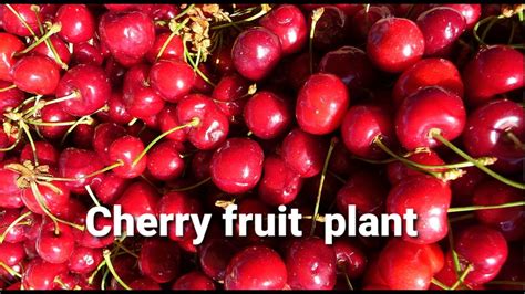 How To Grow In Cherry Fruit Plant Ooty Cherry Plantindian Cherry