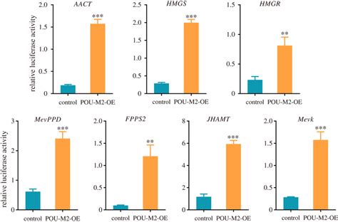 Luciferase reporter assay of the promoter activity of JH synthetic ... 