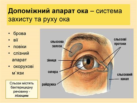 Презентація "Сенсорні системи. Будова ока".