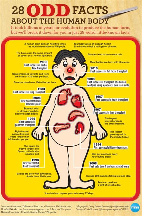 Odd Facts About The Human Body Infographic