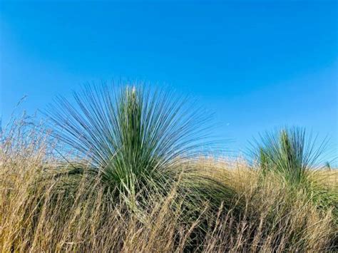 240+ Grass Trees Xanthorrhoea Stock Photos, Pictures & Royalty-Free ...