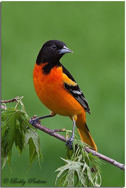 Baltimore Oriole Backyard Birds Oriole Bird Beautiful Birds