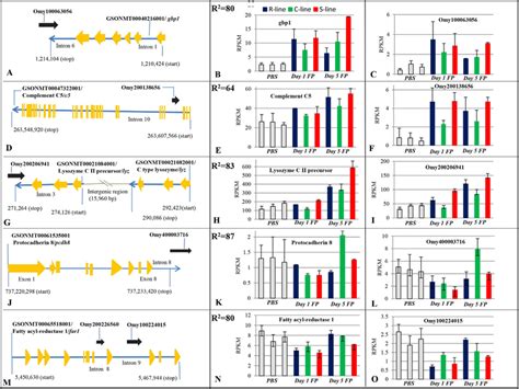 Genomic location of selected differentially expressed lncRNAs relative ... 