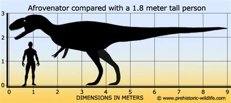 Afrovenator - Everything Dinosaurs