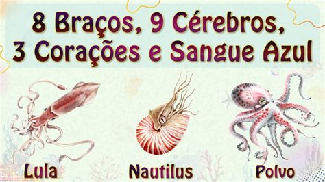 Qual desses Animais tem 8 Braços 9 Cérebros 3 Corações e Sangue Azul