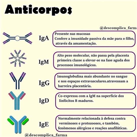 Tipos De Imunoglobulinas Suas Fun Es Braincp