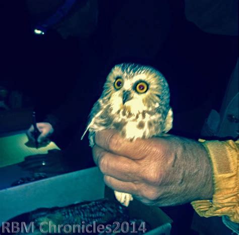 The Red Boat Mark Chronicles : Saw-whet owl migration