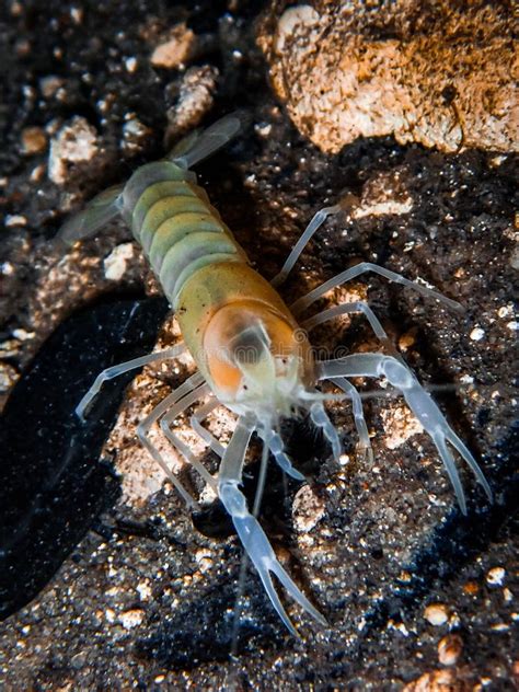 Blind Albino Cave Crayfish (Procambarus Spp) in the Underwater Cavern ...