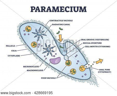 Paramecium Vector & Photo (Free Trial) | Bigstock