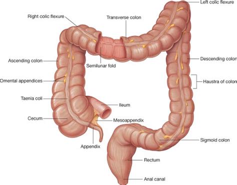 Cecum Anatomy - Anatomy Reading Source